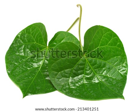 Two leaf in the form of heart isolated on white background