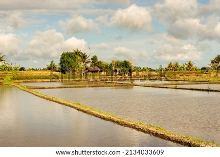 Beatiful Flooded Fields, Cultivating Rice Near Ubud, Abiansemal, Bali, Indonesia. 
