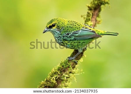 The speckled tanager (Ixothraupis guttata) is a medium-sized passerine bird. It is a resident breeder in Costa Rica, Panama, Trinidad, Venezuela, Colombia, Guyana Royalty-Free Stock Photo #2134037935