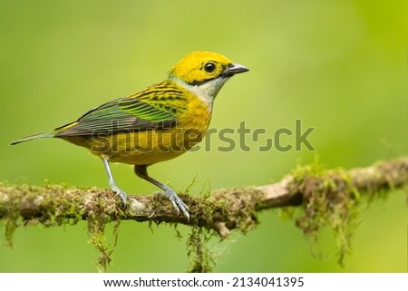 The silver-throated tanager (Tangara icterocephala) is a species of passerine bird in the tanager family Thraupidae. It is found in Costa Rica, Panama, Colombia, Ecuador Royalty-Free Stock Photo #2134041395