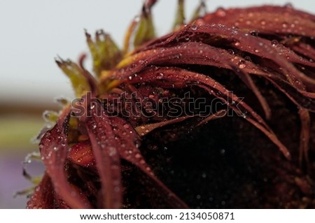 Flower details after the rain, flower with vivid colors and dew drops, Spring flower in the garden with raindrops on the leaves, Macro photography with flowers