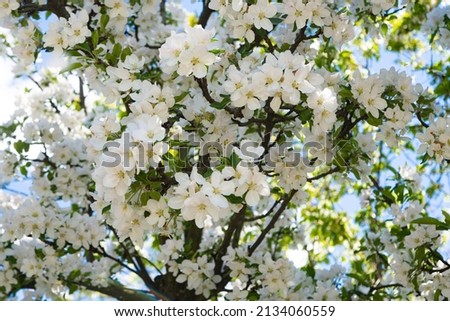 blooming apple tree on a sunny day 