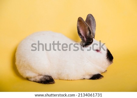 White rabbit with a black nose on a plain yellow background. Symbol of the year. Black and white hare. Photo in the studio