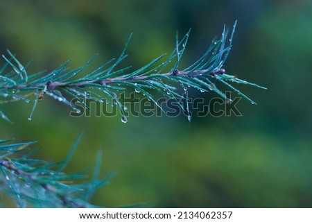 A Pine branch with dewdrops on
