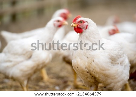 Group of white free range chicken, broilers farm. Royalty-Free Stock Photo #2134064579