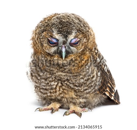One month old Tawny Owl closing its eyelids, Strix aluco, isolated