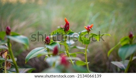 Close up of Indian Head Ginger Flower on Green Nature Background. Red poppy flower in the garden. Nature Zoomed In Concept. Selective Blur