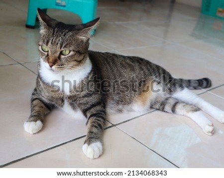 a cat is lying relaxed on the white floor