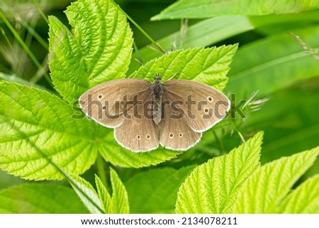  Ringlet butterfly on a green leaf. Royalty-Free Stock Photo #2134078211
