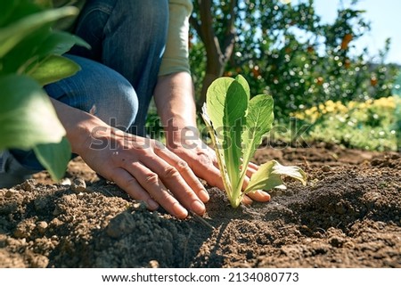 Hands of woman planting young lettuce seedlings in the soil. Horticulture sostenible. gardening hobby. Healthy organic food concept. Royalty-Free Stock Photo #2134080773