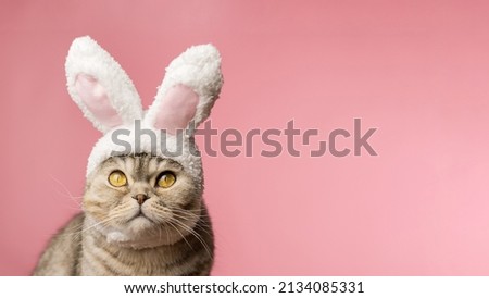 Funny Scottish fold cat with rabbit ears on a pink background. Banner for your advertisement, copy space. Concept: Easter bunny, Easter, happy Easter. Royalty-Free Stock Photo #2134085331