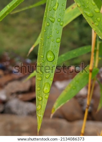 rain drop on bamboo leaf