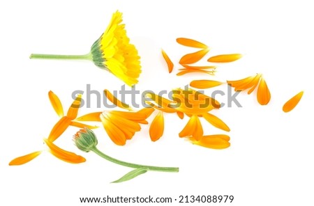 Calendula officinalis - Marigold flowers with petals and green leaves isolated on a white background.