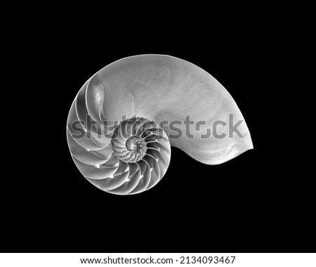 Still life with open nautilus shells in a tonal range of greys on a black background. Royalty-Free Stock Photo #2134093467