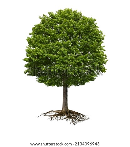 Green tree with rootstock isolated Royalty-Free Stock Photo #2134096943