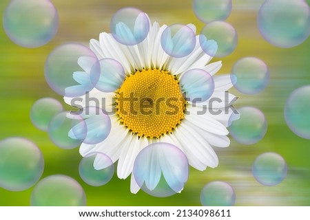 Close-up of a beautiful white daisy - Spring and summer flowers on branch with many large bubbles floating up to the sky