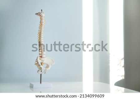 Intervertebral hernia of the cervical spine, rupture of the fibrous ring. Osteochondrosis, copy space. Human column plastic model complete pan at physiotherapy clinic Royalty-Free Stock Photo #2134099609