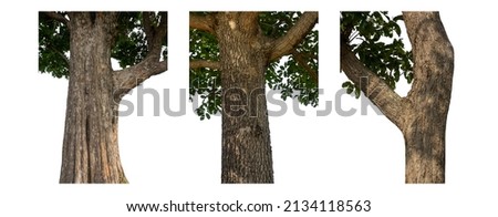 isolated tree trunk Collection on White background.