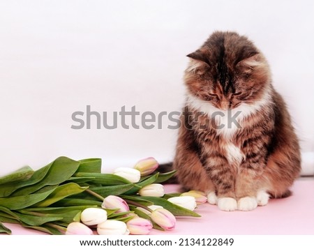 Sad cat looks down. guilty cat with flowers tulip. Isolate background