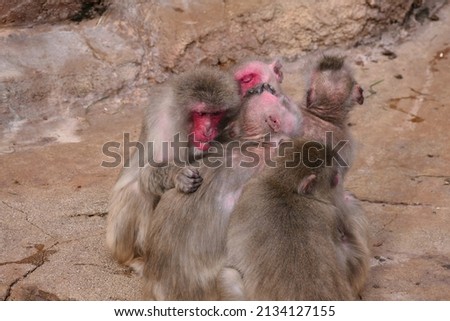 Nihon monkeys who get lost and withstand the cold