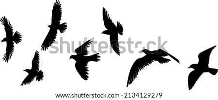 flock of birds black silhouette, isolated vector