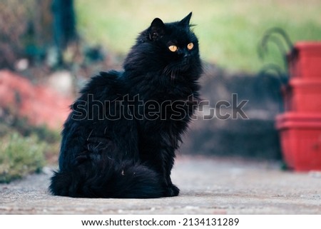 Majestic black, long hair cat sitting outdoor in rural background and looking away. Side view with shallow depth of field. 