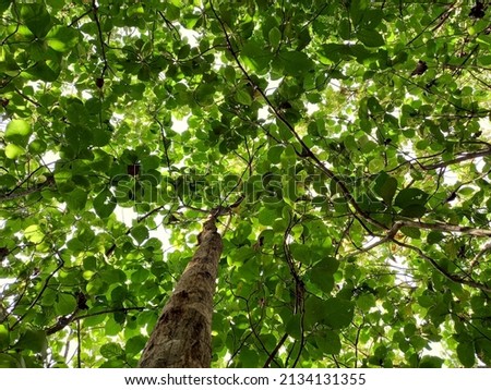 shady leaf trees with green natural beauty