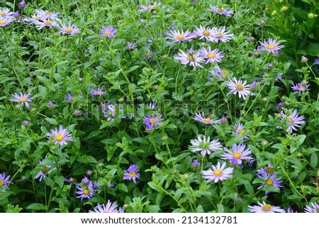 Close up of Aster x frikartii Monch seen in the garden. Royalty-Free Stock Photo #2134132781