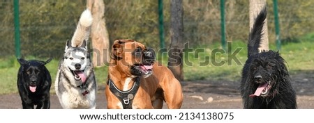 4 funny dogs playing together in a dog park in the morning light near Lyon in France.  Royalty-Free Stock Photo #2134138075