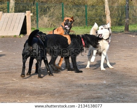 4 funny dogs playing together in a dog park in the morning light near Lyon in France.  Royalty-Free Stock Photo #2134138077