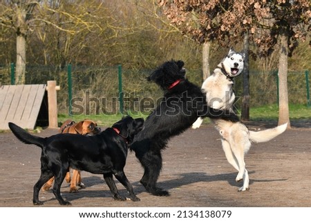 4 funny dogs playing together in a dog park in the morning light near Lyon in France.  Royalty-Free Stock Photo #2134138079