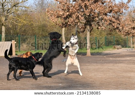 4 funny dogs playing together in a dog park in the morning light near Lyon in France.  Royalty-Free Stock Photo #2134138085