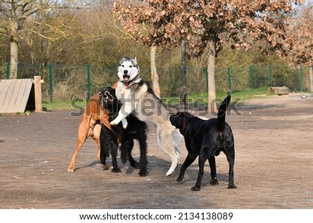 4 funny dogs playing together in a dog park in the morning light near Lyon in France.  Royalty-Free Stock Photo #2134138089