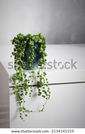 Senecio rowleyanus, string of pearls, houseplant with round green leaves in a blue ceramic pot. Isolated on a white background, in portrait orientation. Royalty-Free Stock Photo #2134141559
