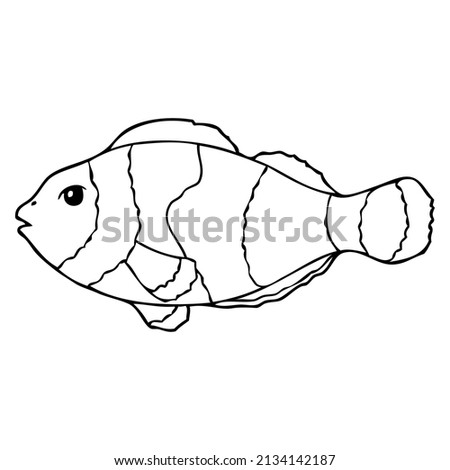 clown fish outline vector illustration,isolated on white background,top view