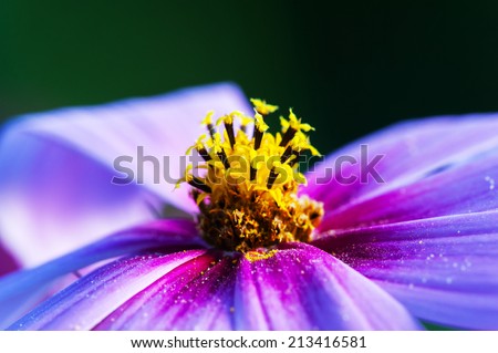 Close-Up. Shallow Depth Of Field, focus on stamens and pollen.
