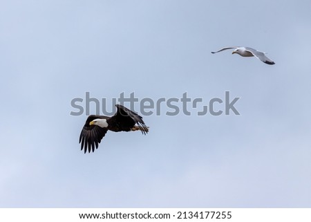 Bald eagle being chased by a seagull 