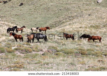 Wild Horses 