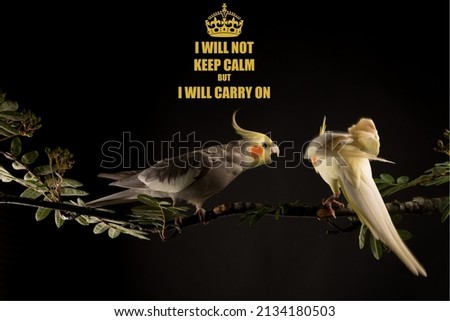 Keep Calm memes, "I will not keep calm", cute bird meme on black background