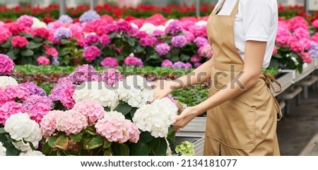 Side view of young woman in white t-shirt and beige apron caring for different colours flowers. Concept of preparation for sale beautiful hydrangeas in modern greenhouse.