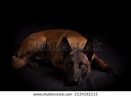 Pure breed malinois on black background