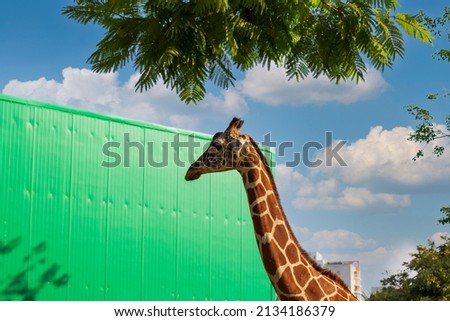 Head shot of a single giraffe against the backdrop of a beautiful blue cloudy sky with plenty of room for text. Giraffe walks around the cage and looks around. Soft focus, long neck animal. 