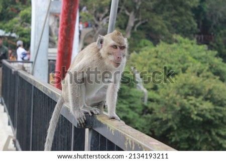 a monkey is doing activities on the bridge and waiting for people to give food