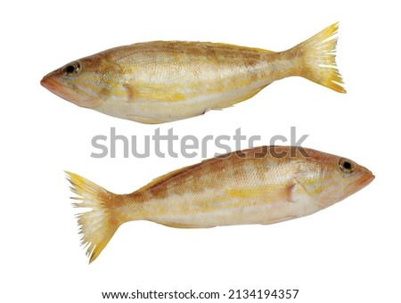 yellow snapper on a white background
yellow fish