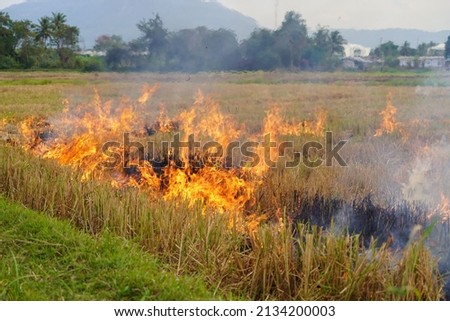 ฺBlurred picture. Agricultural waste burning cause of smog and pollution. Fumes are produced by the incineration of hay and rice straw in agricultural fields.                              