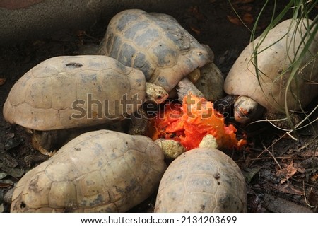 Elongated tortoise in the nature, Indotestudo elongata ,Tortoise sunbathe on ground with his protective shell ,Tortoise from Southeast Asia and parts of South Asia ,High yellow Tortoise
