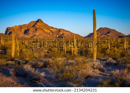 Organ Pipe Cactus National Monument, Arizona, America, USA.