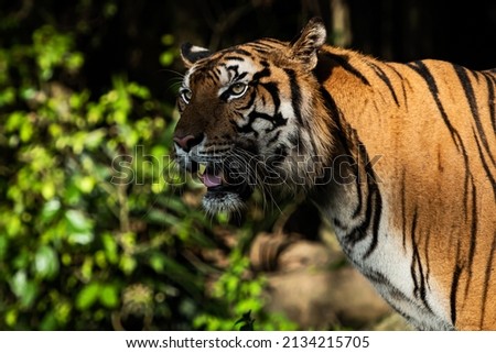 pictures of tigers in nature