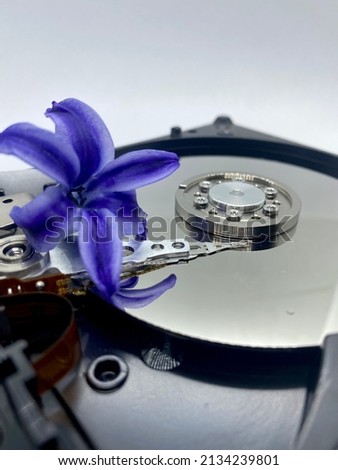 Common hyacinth flower on silver hard disk plate close-up concept