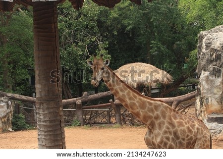giraffe head Giraffe portrait cheeky Giraffe poking out its tongue